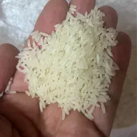 فروش برنج طارم محلی