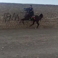 اسب|اسب و تجهیزات اسب‌سواری|تهران, آرژانتین|دیوار