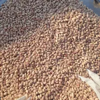 لوبیا چیتی مرگور