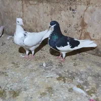 فقد پیام|پرنده|شادگان, |دیوار