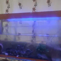 ماهی و اکفاریوم