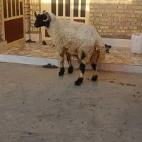 یک عدد قوچ