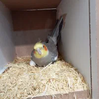 سلام این عروس هلندی گمشده