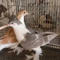 کفتر لاهوری