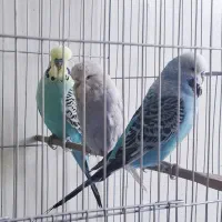 معاوضه با عروس هلندی