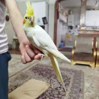 عروس هلندی
