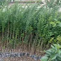 شمشاد و تروون|عمدهفروشی|چهارباغ, |دیوار