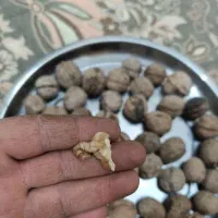 گردو درجه یک خوش طعم|خوردنی و آشامیدنی|نقده, |دیوار