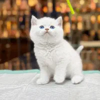 بریتیش چشم آبی خرسی نر