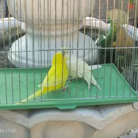 یک جفت مرغ عشق یکی فول دستی توضیحات خوانده شود