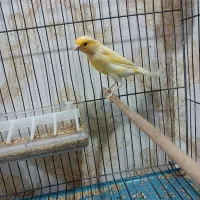 جفت قناری|پرنده|تبریز, |دیوار