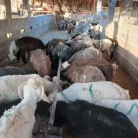 بره نر درجه ۱