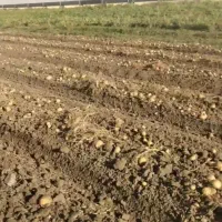 سیب زمینی بزر بامبا  تناژ بالا