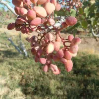 فروش باغ پسته