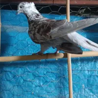 کبوتر نر|پرنده|اطاقور, |دیوار