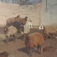 سگ نگهبان و گله ای