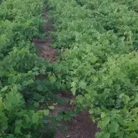 نهال انگور سفید و قرمز