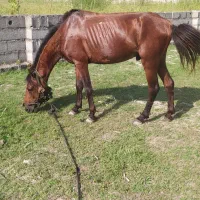 نریان ۵سال ومادیان