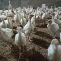 جوجه بوقلمون بیوتی|حیوانات مزرعه|مشگین شهر, |دیوار