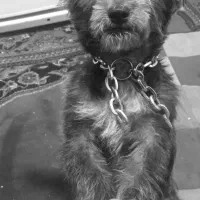 سگ اپارتمانی