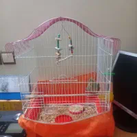 جوجه عروس هلندی با وسایل