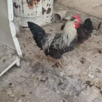 خروس فونیکس|حیوانات مزرعه|قم, مجیدیه|دیوار