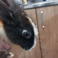 خرگوش کوچولو زیبا وآروم همراه قفس