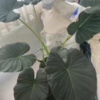 بابا ادم بلک
