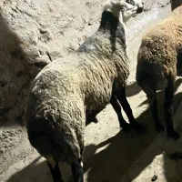 قوچ جوان و کاملا سلامت سرحال، نژاد افشار|حیوانات مزرعه|کوثر, |دیوار