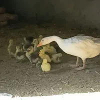 غاز با 20تا جوجه