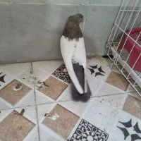 کبوتر سینه قهوی|پرنده|اهواز, شهرک رزمندگان|دیوار