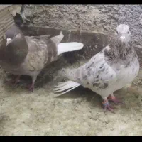 کبوتر جوفگاهی|پرنده|نیشابور, فردوس شمالی|دیوار