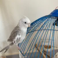 عروس هلندی وایت فیس نر|پرنده|نوشهر, |دیوار