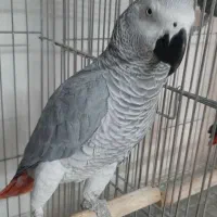 خرید فروش کاسکو شاه طوطی ملنگو و انواع طوطی