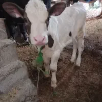 گاو سیمینتال و گوساله ماده شاروله|حیوانات مزرعه|بیلوار, |دیوار