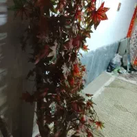 درخت پاییزی مصنوعی سالم بفروش میرسد|گل و گیاه طبیعی|شیراز, قلعه شاهزاده بیگم|دیوار