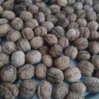 گردوی تازه همدان