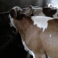گوساله