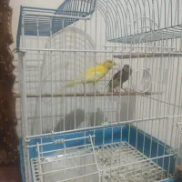 یه جفت قناری|پرنده|مرودشت, فاز دوم شهرک فرهنگیان|دیوار