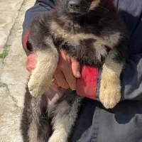 سگ ژرمن ورک نر دوماه شاه توله فی ۹ م ت