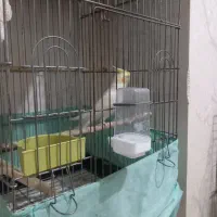 عروس هلندی سخنگو و دستی فوق العاده سالم