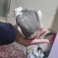 طوقی مفلق ماده