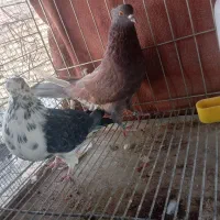 کبوتر پرشی|پرنده|فولادشهر, B7|دیوار