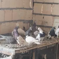 کفتر رنگه جوجه بزرگه