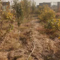 فروش باغ باانواع درختان میوه تخفیف خوب پای معامله|فروش زمین و ملک کلنگی|گرمسار, |دیوار