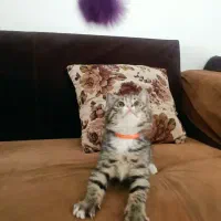 واگذاری بچهگربهرایگان