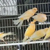 فروش قناری و سهره قناری