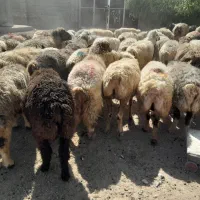 ۶۰راس شیشک میش ترکی بختیاری آبستن و بره دار|حیوانات مزرعه|کازرون, |دیوار