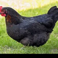 مرغ سیاه