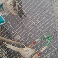 یک جفت عروس هلندی دستی با 4 تا تخم معاوضه هم دارم|پرنده|خاوران, |دیوار